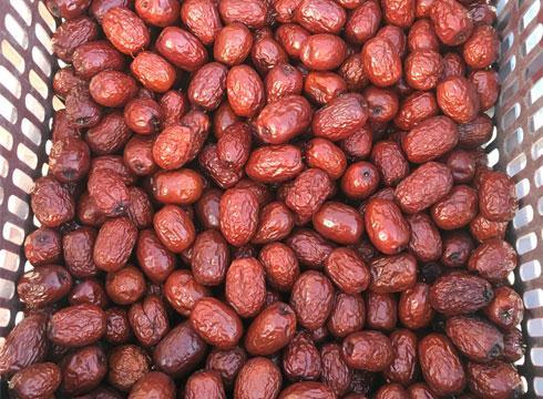 红枣干燥机案例-沧州枣想你食品有限公司